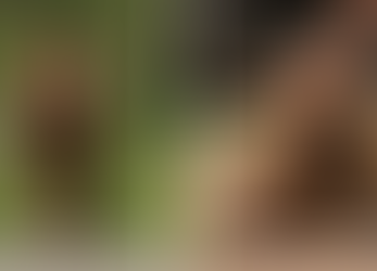 Cachorro anda todo dia mais de 6 km para dizer "olá" para moradores da cidade.