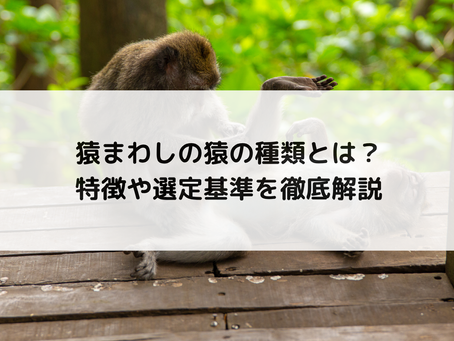 猿まわしの猿の種類とは?特徴や選定基準を徹底解説
