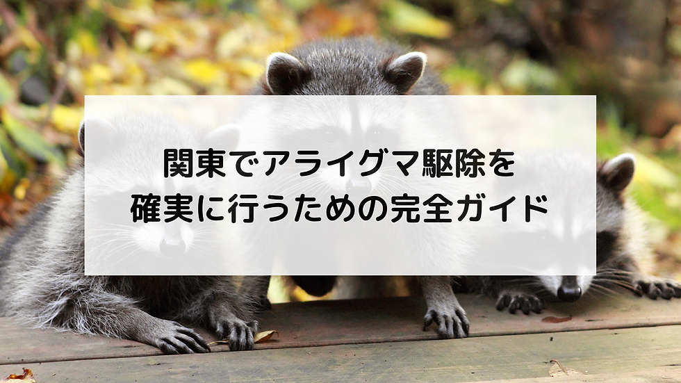 関東でアライグマ駆除を確実に行うための完全ガイド