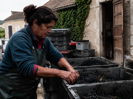un vigneron qui recolte des raisins