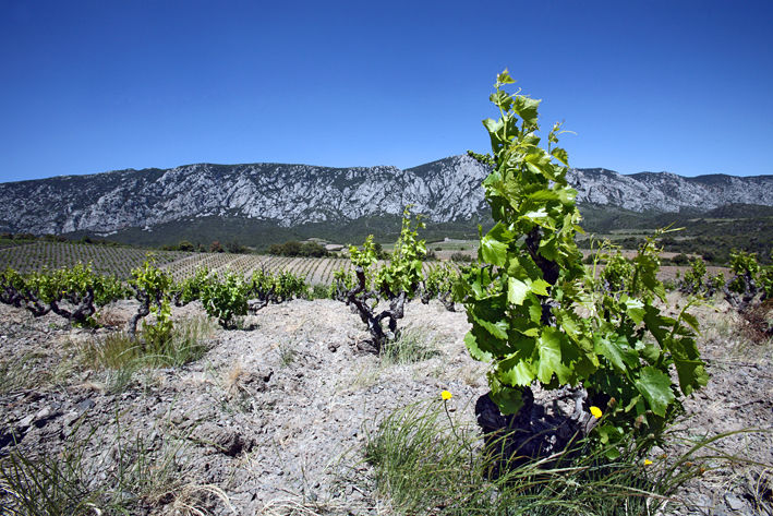 vue sur une vigne avec montagne dans le fond dans les pyrenees orientales