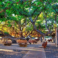Lahaina Town Banyan Tree_edited.jpg