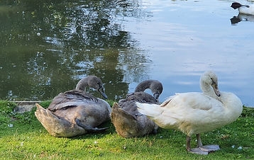 CNAL -CYGNES- ARBRES 163_edited.jpg