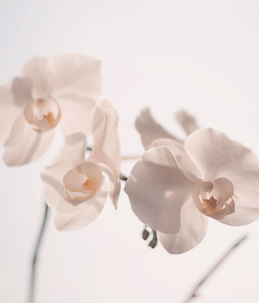 White Orchid Blossoms_edited_edited.jpg
