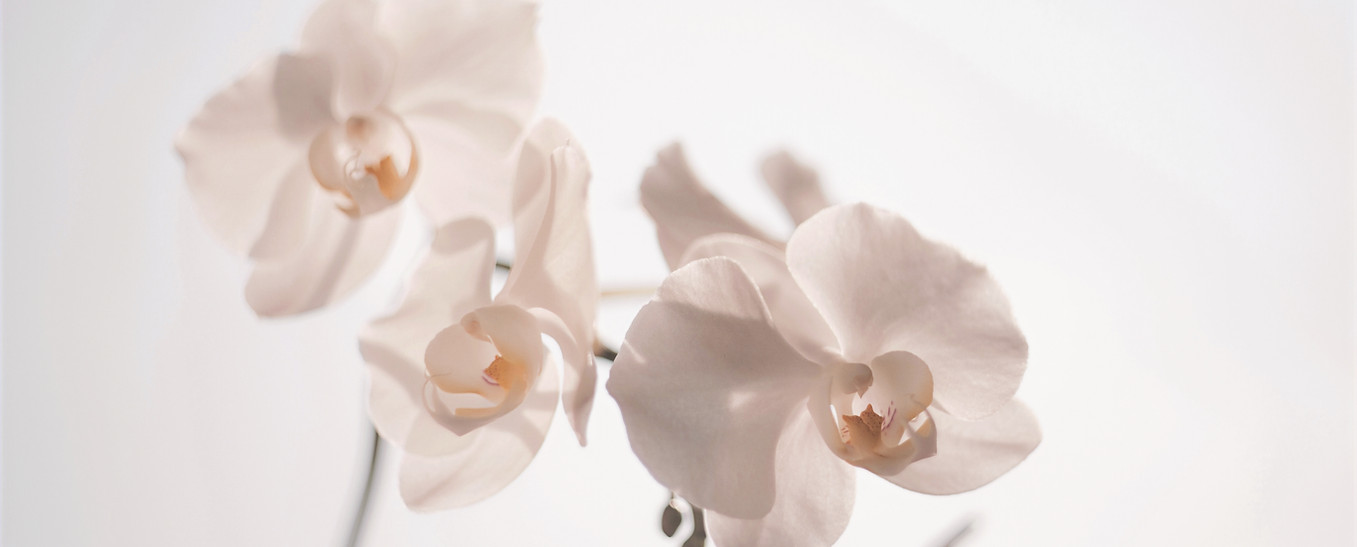 White Orchid Blossoms_edited_edited_edit