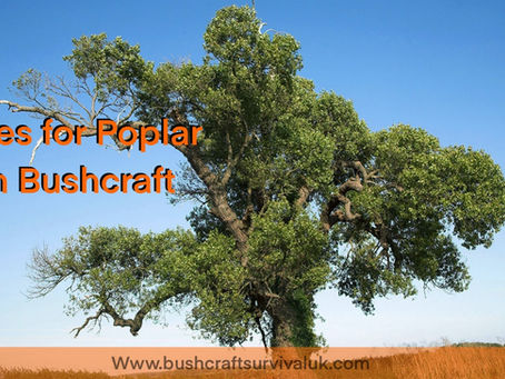 uses for poplar in bushcraft