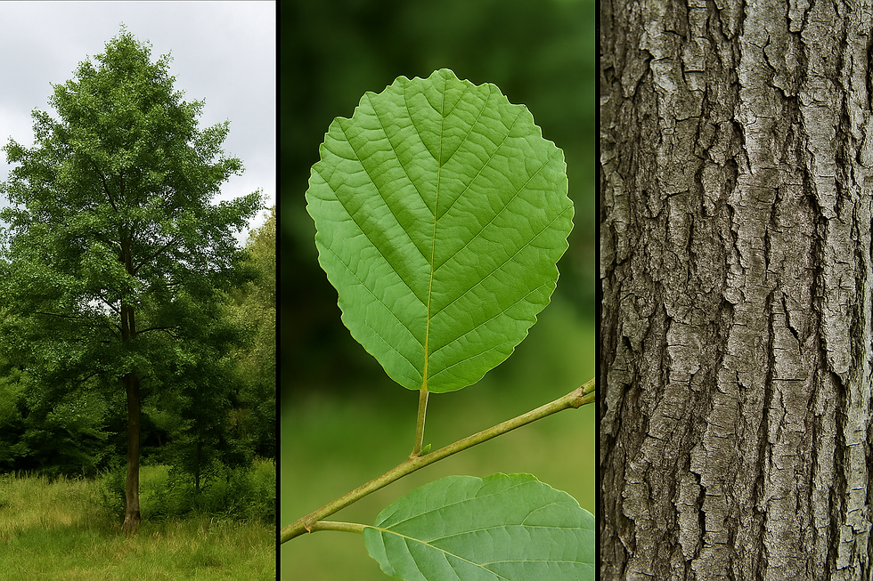 Alder tree