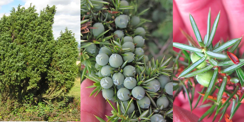 Juniper tree