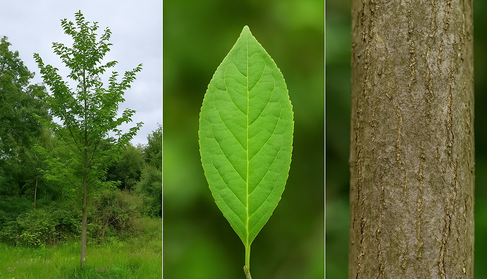 Spindle tree