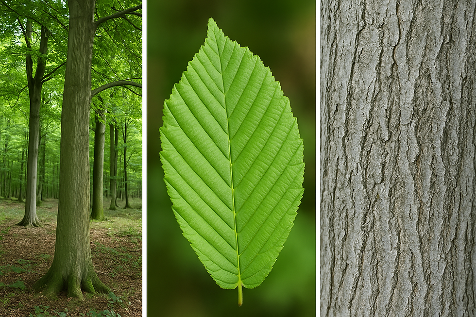 Hornbeam tree