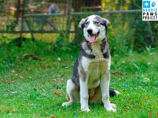 Up for adoption