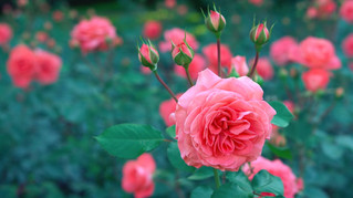 Hudson Garden Club education grant