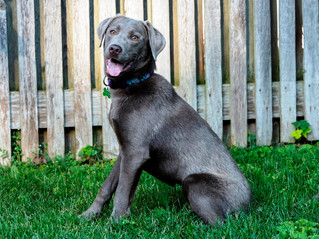 Up for adoption