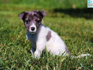 Up for adoption