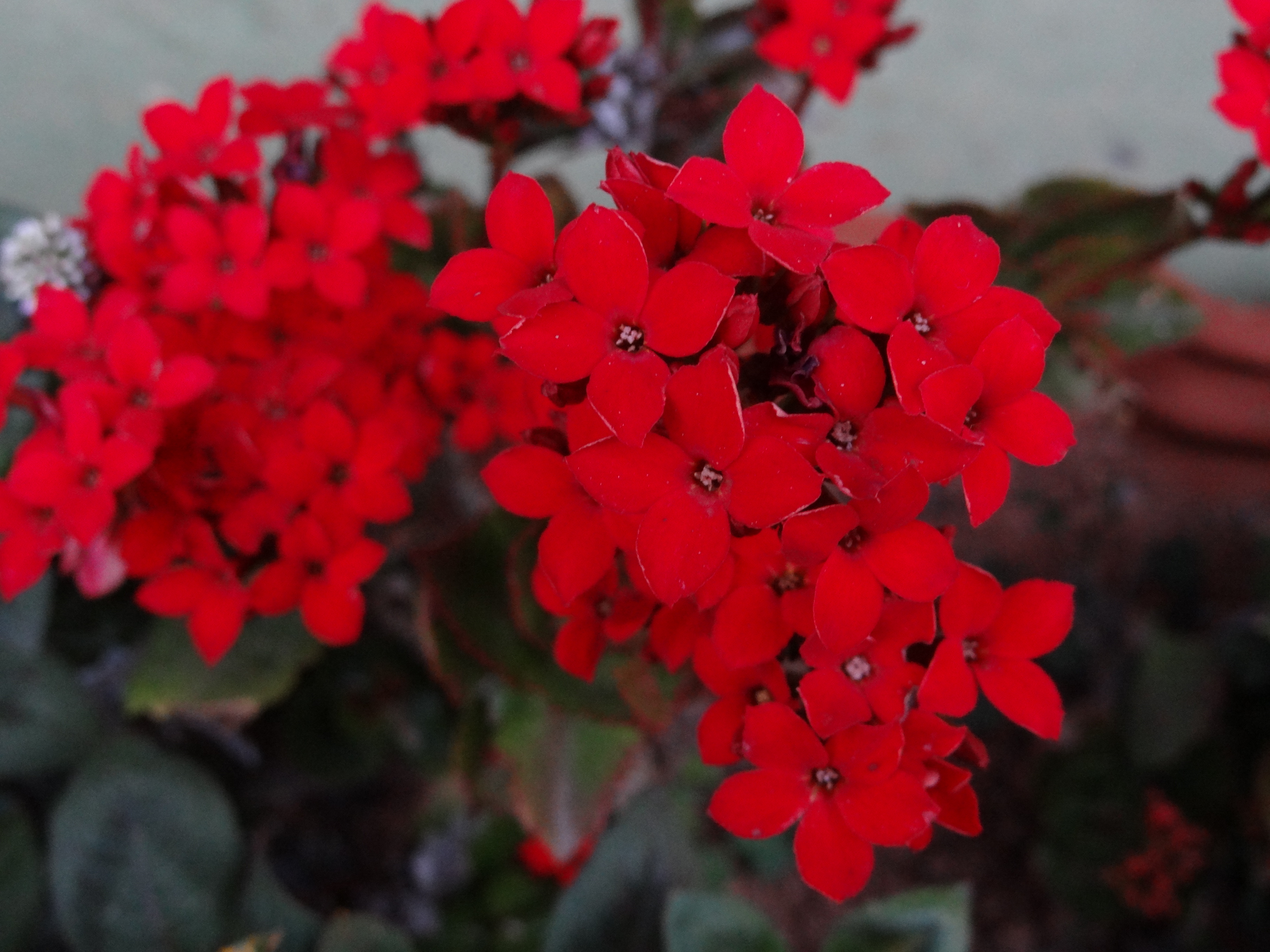 Flores da Pousada das Hortênsias