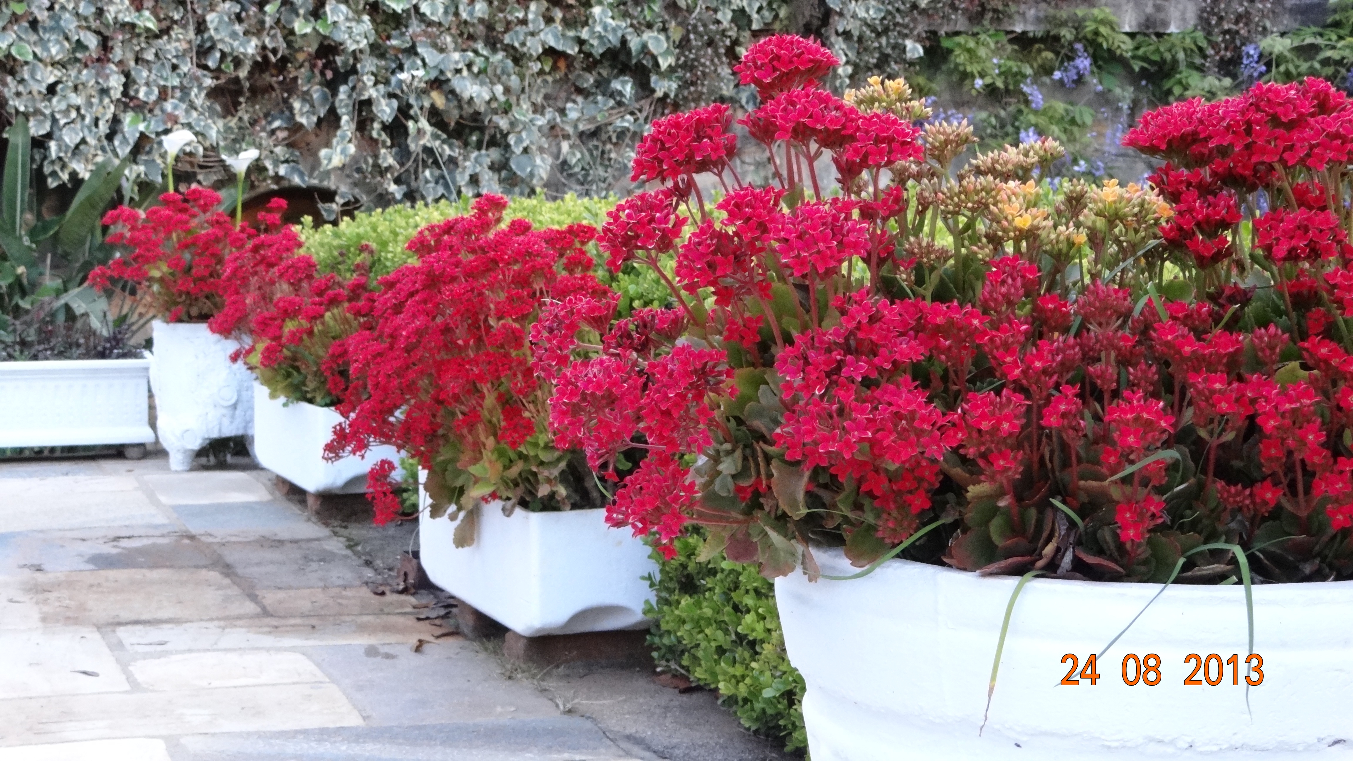 Flores da Pousada das Hortênsias