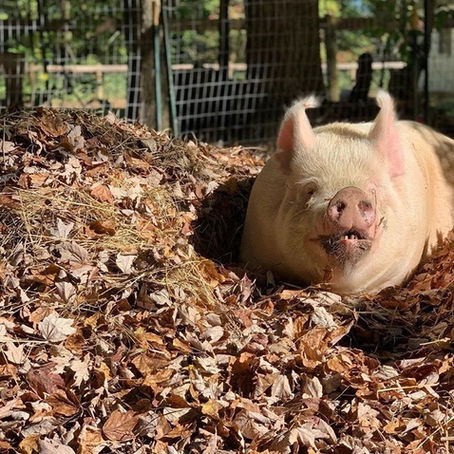 pig lying in a pile of leaves