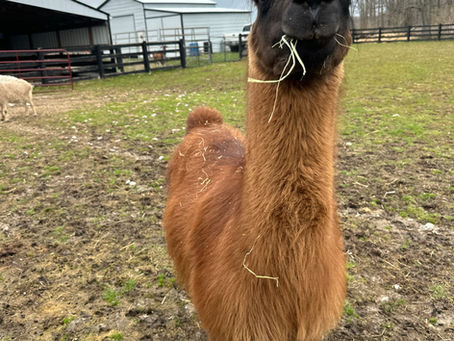 brown llama with a black face