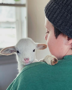 Maverick the lamb