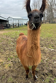 Couscous the llama