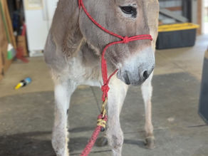 Phoebe the donkey