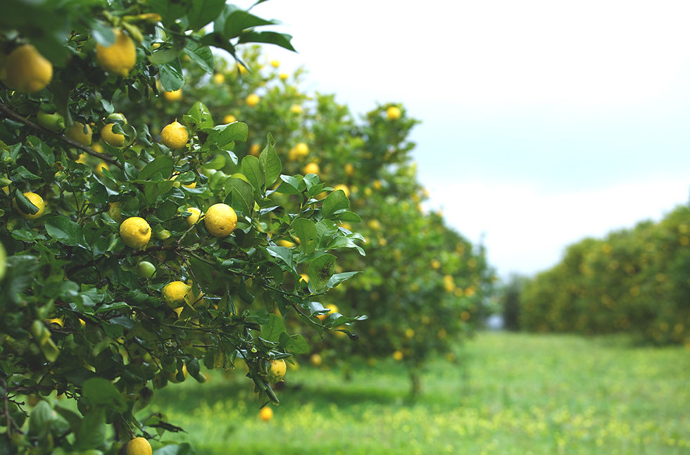 Miniatyrbilde: doTERRA Lemon