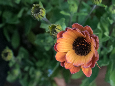 The "not hardy" pot garden