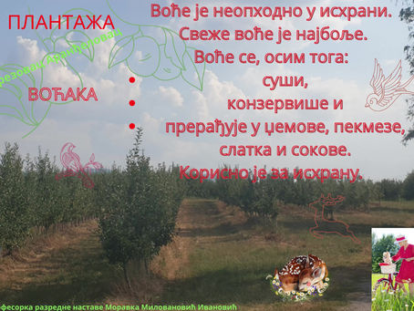 СВЕЖЕ И КОНЗЕРВИРАНО ВОЋЕ - професорка разредне наставе Моравка Миловановић Ивановић