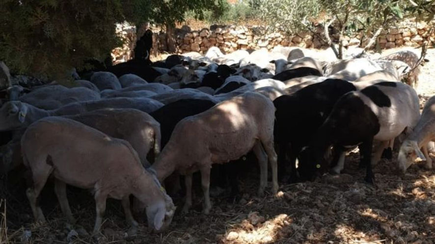 Settler sheep grazing in a Palestinian olive grove. Photo by Nahalin residents