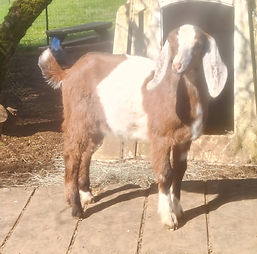 WLOBY Croft Arya Stark.jpg