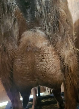 Kiki FF Udder.jpg