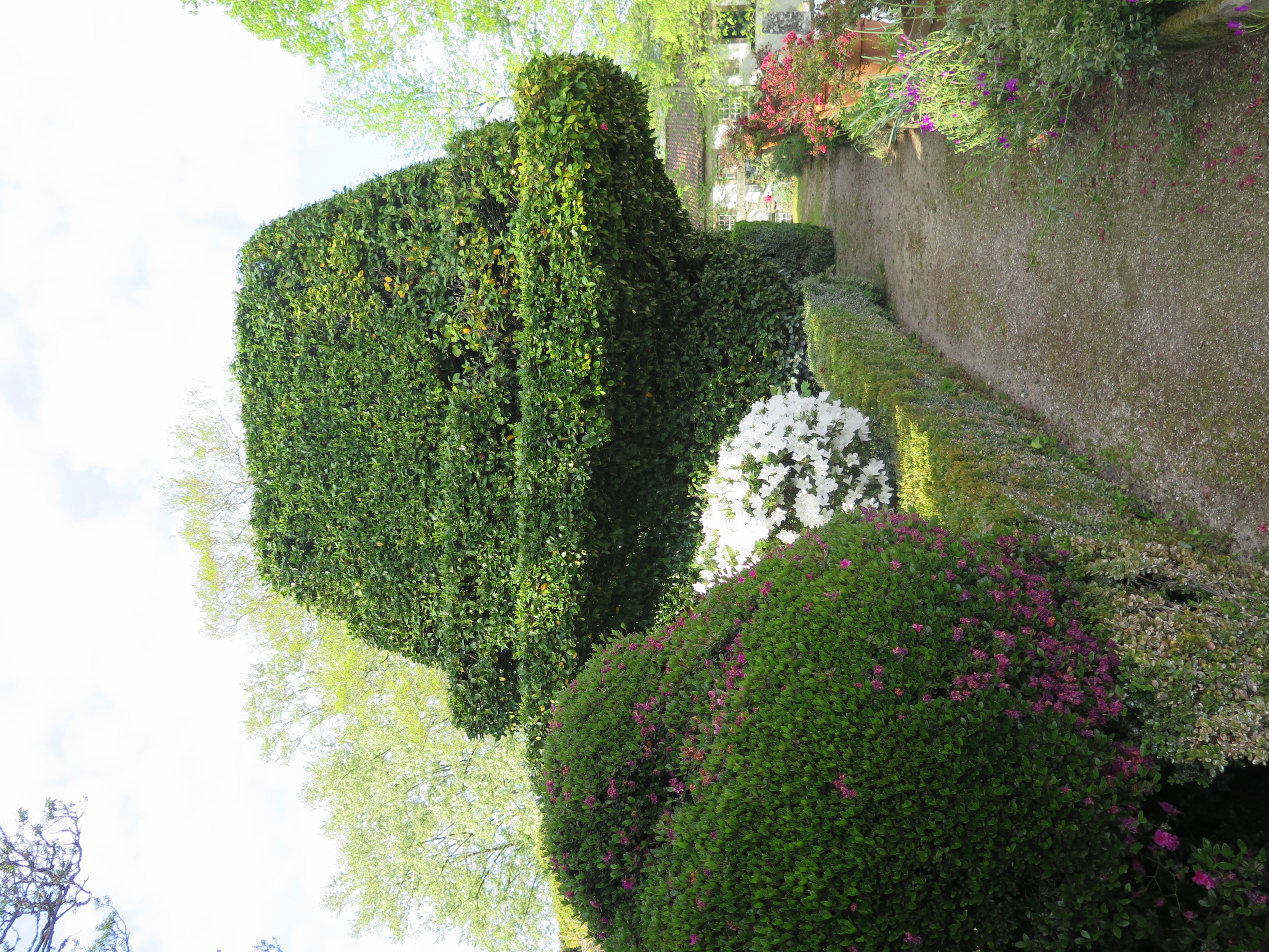 The oldest Camellia Tree in Portugal