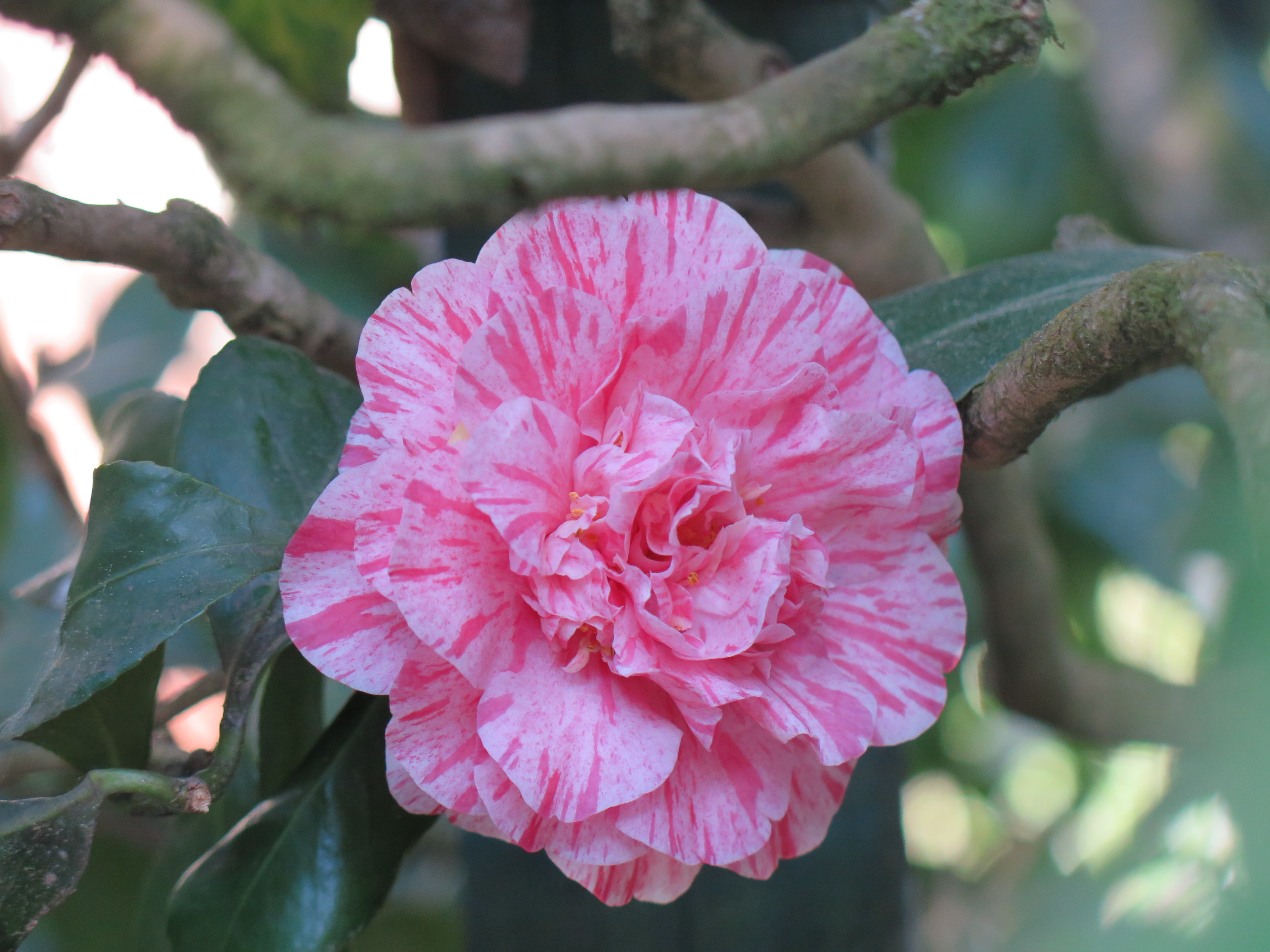 Camellia
