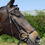 Miniaturbild: SILVER CROWN Trense / Comporta Genickstück + Hannoveranisches Reithalfter