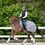 Miniaturbild: TORPOL Softshell Trainingsdecke