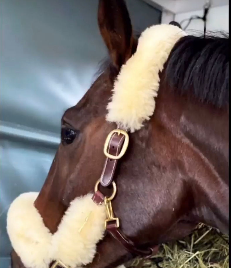 Thumbnail: SILVER CROWN sheepskin halter / transport halter