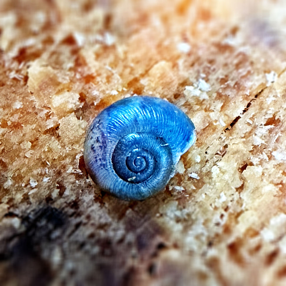 Blue Snail.jpg