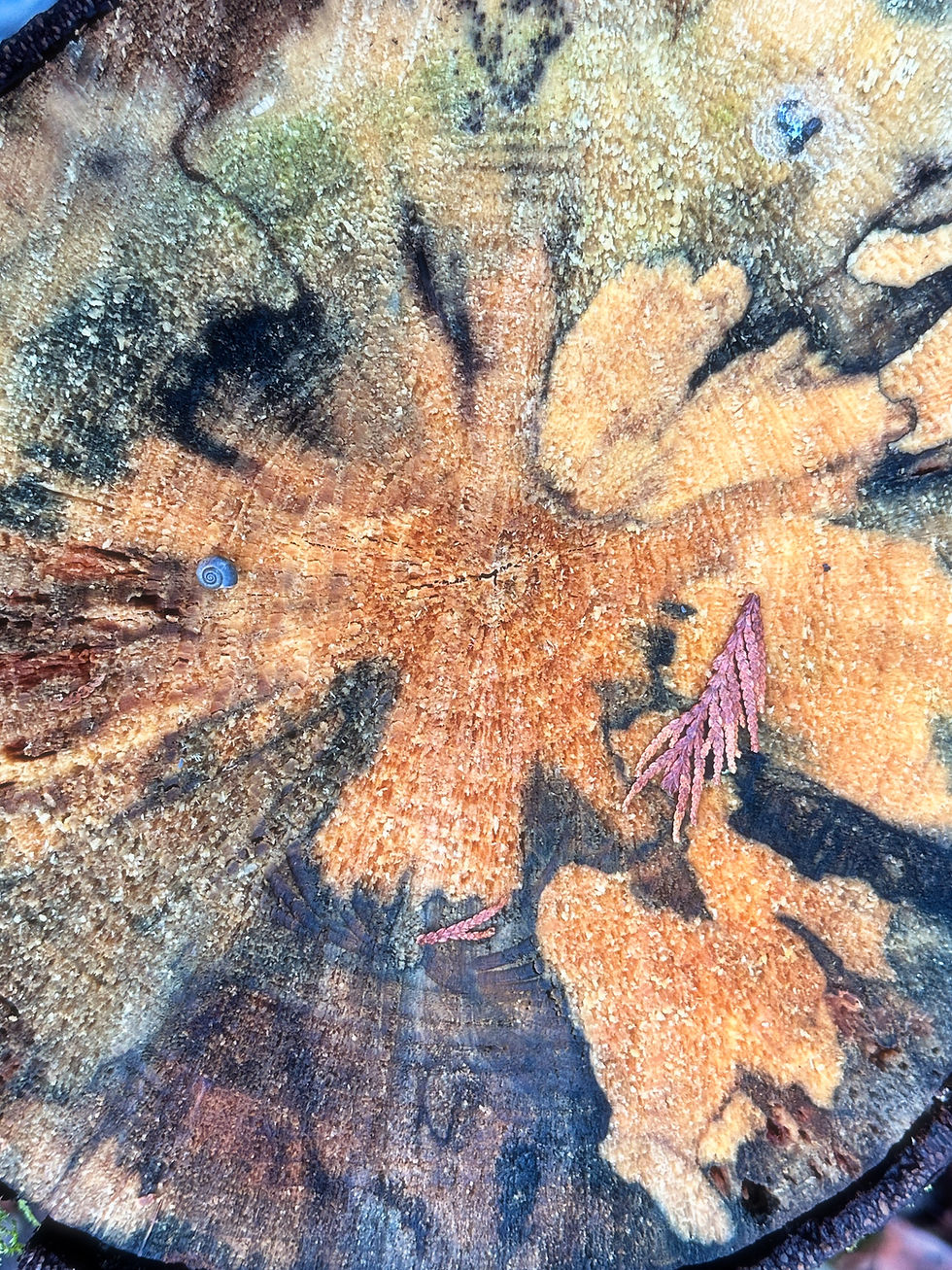 Trunk Chunk.jpg