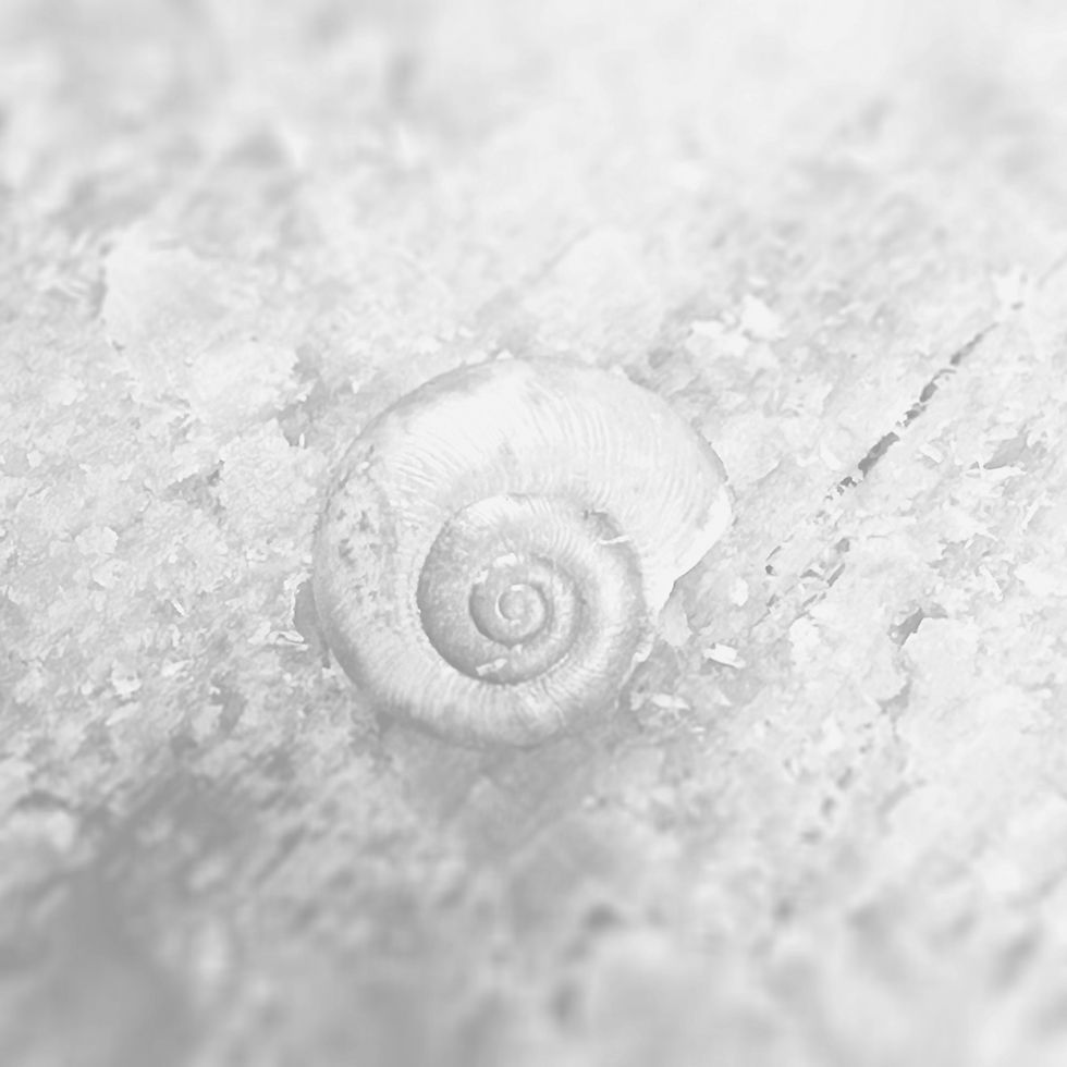 Blue Snail_edited_edited.jpg