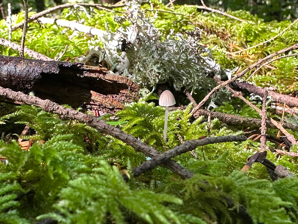 Tiny Mushroom 1.JPG