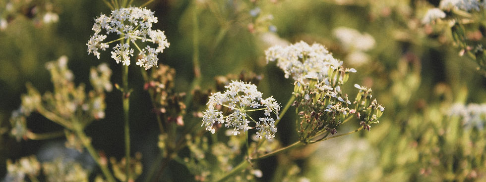 Hintergrundbild Naturfotografie