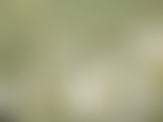 Aromatizadores de Ambiente: Guia Completo para Perfumar Cada Cômodo da Casa