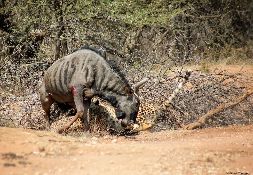 Battle for survival between blue wildebeest and cheetahs