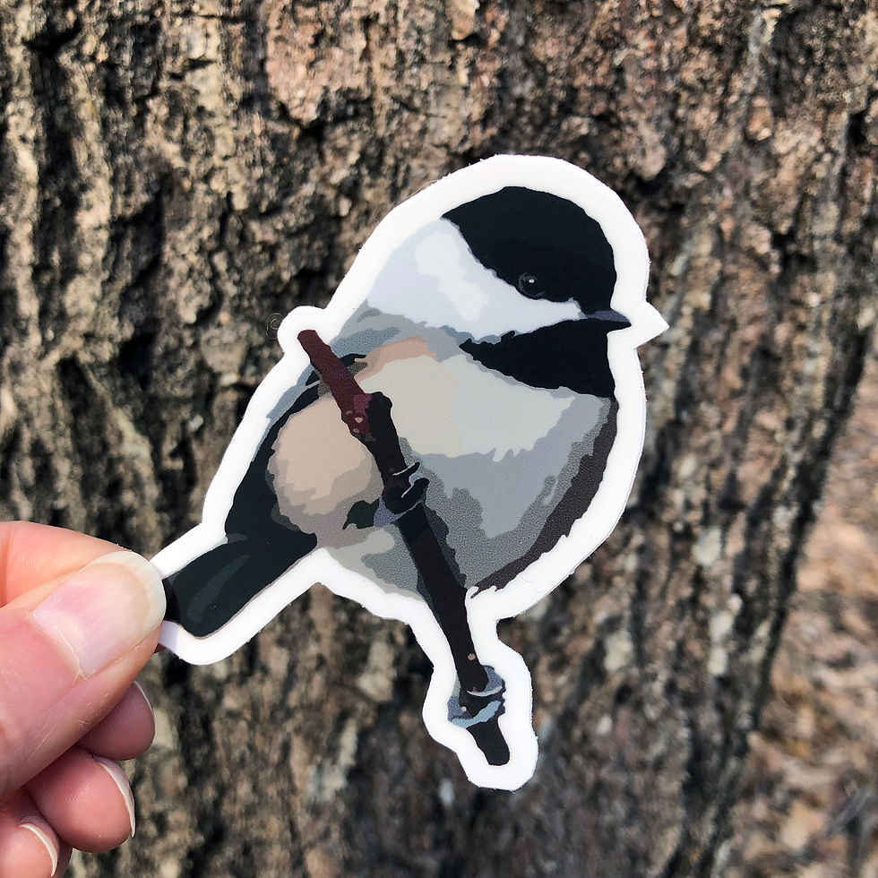 Black-capped Chickadee - Vinyl Sticker/Decal