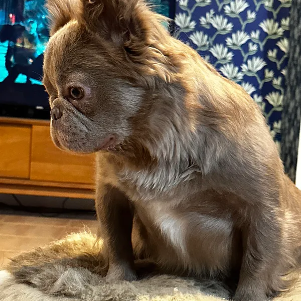 Isabella Fluffy French Bulldog in California