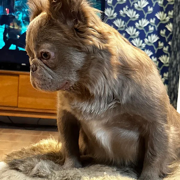 Isabella Fluffy French Bulldog in California