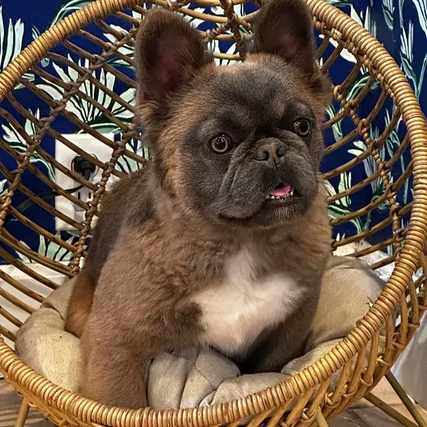 sable fluffy french bulldog