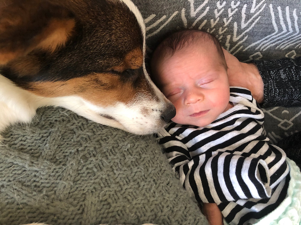 A Beautiful Bond How to Safely Introduce Your Baby to Your Dog