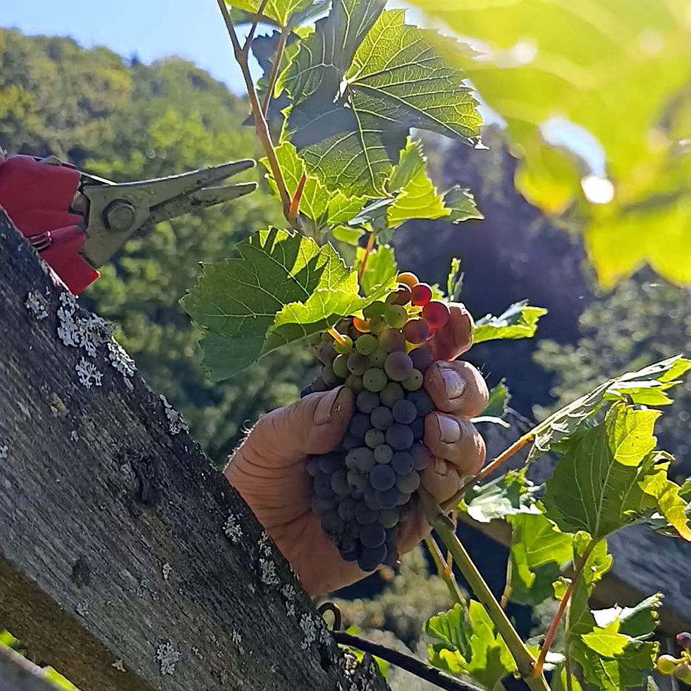 traubenernte-01.jpg