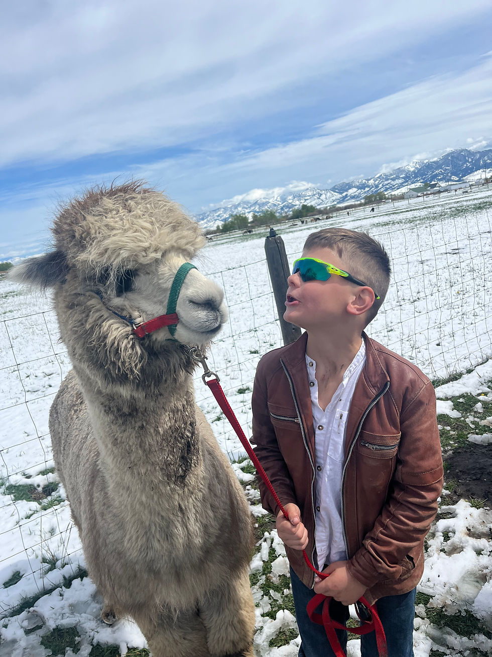 Party with Alpacas, yo